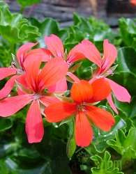 Viseća pelargonija (Pelargonium cascade)