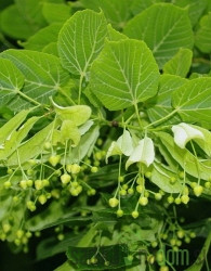 Lipa (Tilia Platyphyllos)