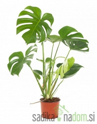 Obična monstera (Monstera deliciosa)