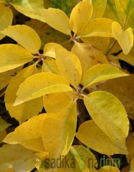 Obična loza Yellow wall (Parthenocissus quinquefolia)