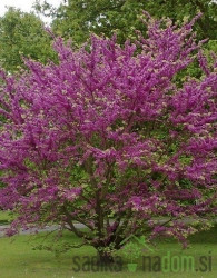Judić (Cercis Siliqastrum)