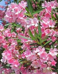 Oleander (Nerium oleander)