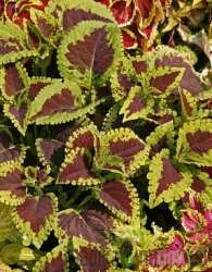 Ukrasna kopriva (Coleus x Blumei)