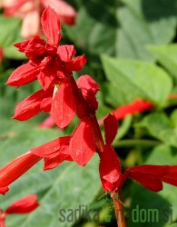 Sjeme Ukrasna crvena kadulja - salvija