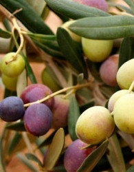 Maslina Arbosana