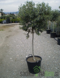Maslina (Olea Europaea)