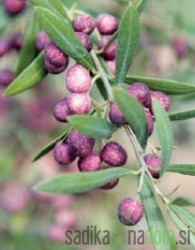 Maslina Oliana