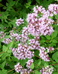 Sjeme Origano ili obični mravinac 