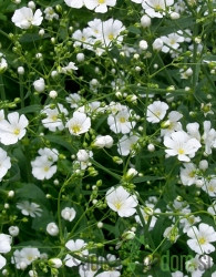 Sjeme Šlajer / Sadarka, Gypsophila paniculata bijela