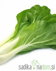 Aromatično bilje Pak Choi / Kineski senf 