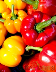 Sjeme Paprika Botinečka žuta