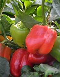 Paprika Kalifornijsko čudo/ Trujillo