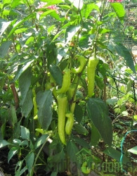 Sjeme Paprika Sivrija