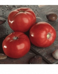 Sjeme rajčica Bellarossa - PROFI