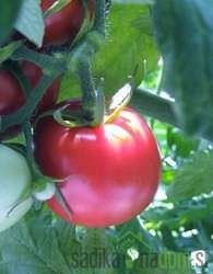 Rajčica Fuji Pink