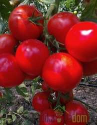 Rajčica Grapolo/ Monte Carlo