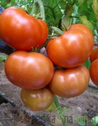 Rajčica domači debeli Anton
