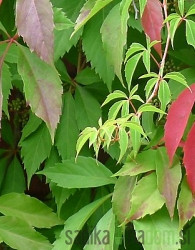 Obična lozica Engelmann (Parthenocissus quinquefolia var. engelmannii)