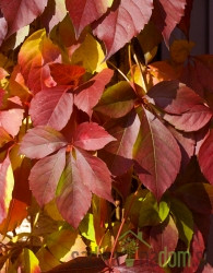 Obična lozica Redwall (Parthenocissus quinquefolia)