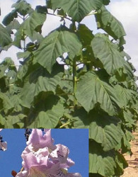 Paulovnija / Paulownia Elogata