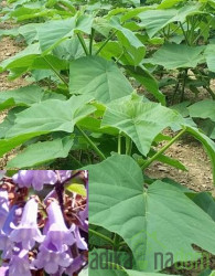 Paulovnija / Paulownia Energy