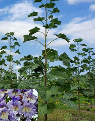 Paulovnija / Paulownia Pao Tong