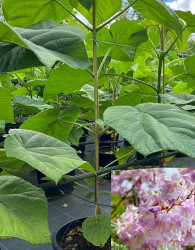 Paulovnija / Paulownia Shang Tong