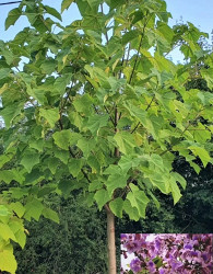 Paulovnija / Paulownia Tomentosa