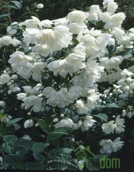 Pajasmin (Philadelphus) Snowebelle