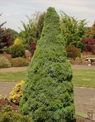 Bijela smreka (Picea Glauca) Sanders Blue