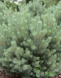 Crveni bor (Pinus sylvestris) Watereri