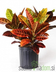 Šareni kroton (Codiaeum) Petra 