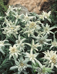 Planinski runolist (Leontopodium Alpinum)