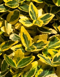 Puzeča kurika (Euonymus fort. Emerald 'n' Gold)