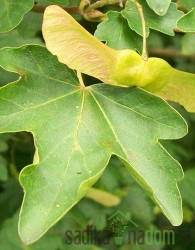 Poljski javor (Acer Campestre) 