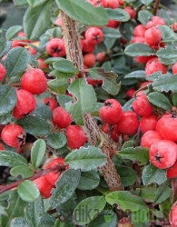 Patuljasta dunjarica Coral Beauty (Cotoneaster suecicus)