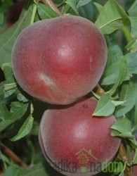 Breskva Red Moon