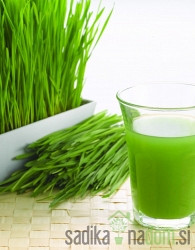 Sjeme pšenica za sokove