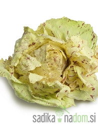 Sjeme Radič Castelfranco