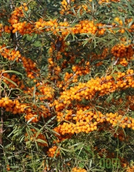Pasji trn Friesdorfer Orange / Solo (Hippophae rhamnoides) - SAMOOPLODEN