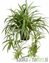 Zeleni ljiljan (Chlorophytum comosum)