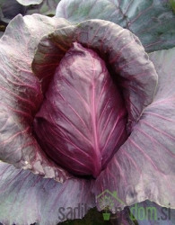 Sjeme Kupus Crveni  Holandski kasni