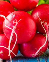 Sjeme rotkvica Burro gigante 287