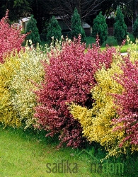 Zečjak žut (Cytisus scoparius)