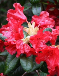 Rododendron Scarlet Wonder - PATULJAST