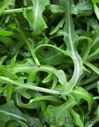 Sjeme BIO Rukola