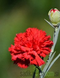 Sjeme Šabojev karanfilić - crveni