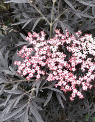 Crna bazga Black Lace Eva (Sambucus Nigra) 