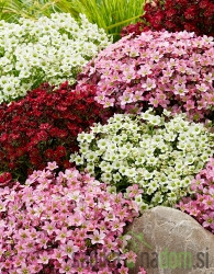 Kamenika (Saxifraga)