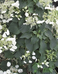 Japanska hortenzija Moonlight (Schizophragma hydrangeoides)